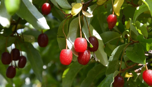 Goumi Vs Autumn Olive | Growers Guide