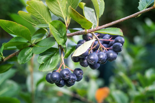 Aronia vs Chokeberry – What's the Difference, and Why Should You Grow Them?