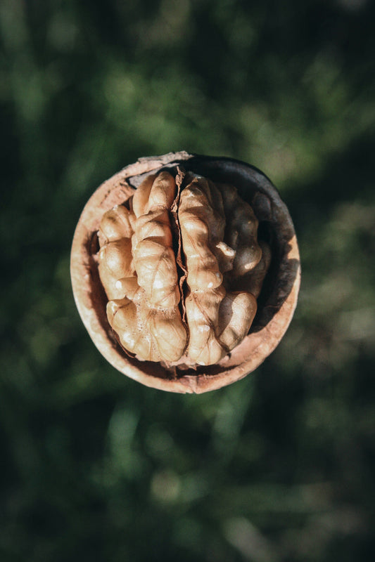 Growing Walnut Trees in the UK | Growers Guide