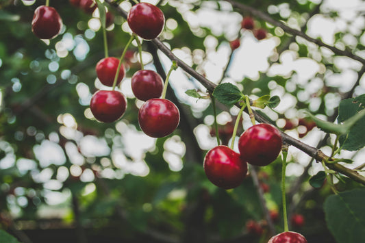 welsh heritage cherry tree