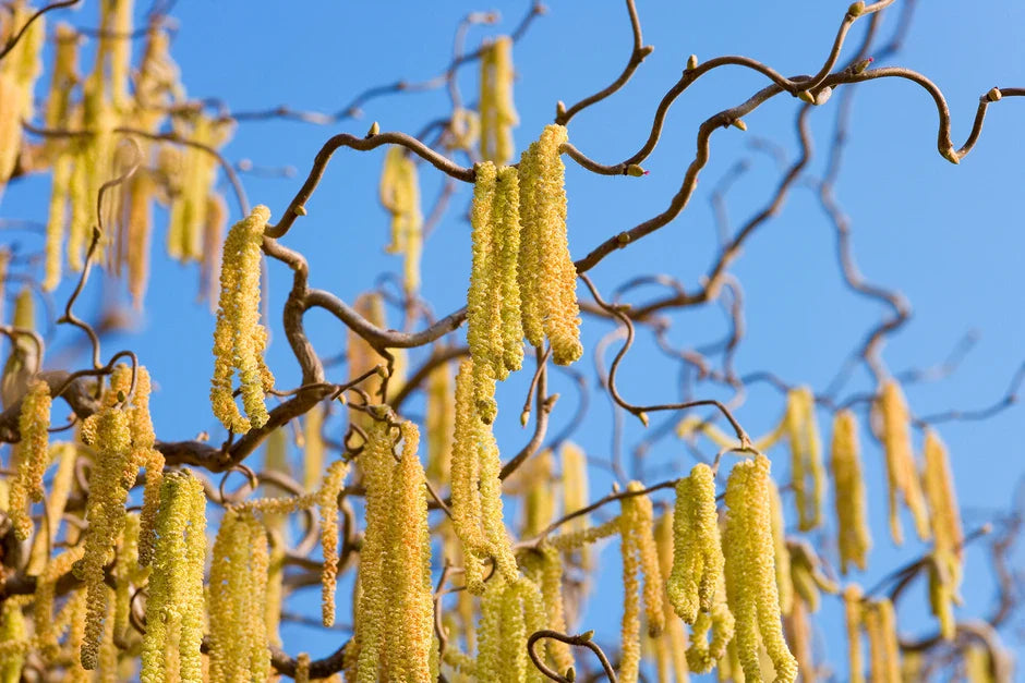 Growing Hazelnut Trees in the UK: A Complete Guide