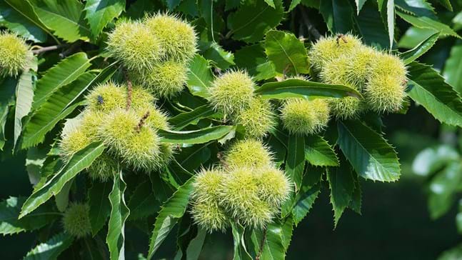 Growing Sweet Chestnut Trees in the UK: A Complete Guide