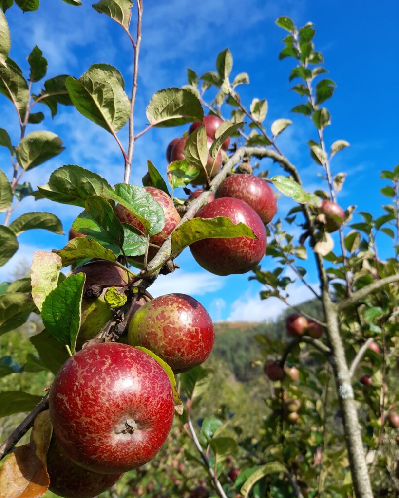Ogi Farm Orchard