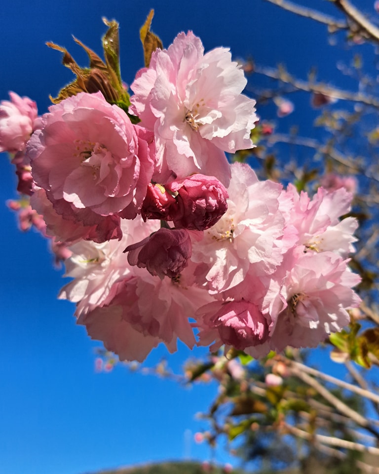 Ogi Farm Cherry Blossom