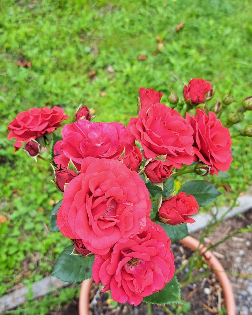 Ogi Farm Stromboli Rose