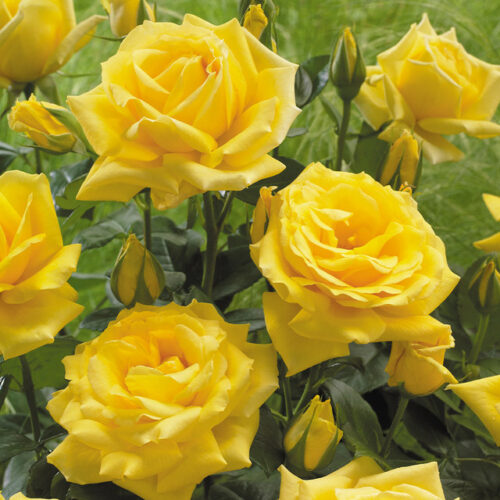 Arthur Bell – Organic Rose (2L Pot)