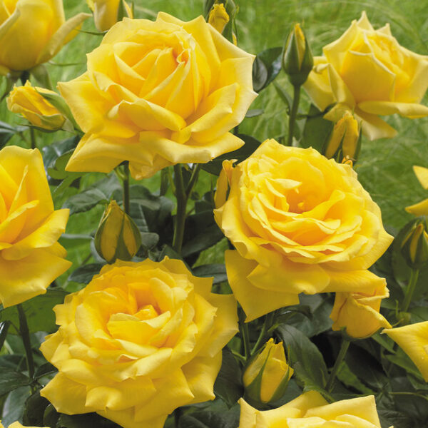 Arthur Bell – Organic Rose (2L Pot)