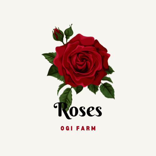 Ogi Farm Roses
